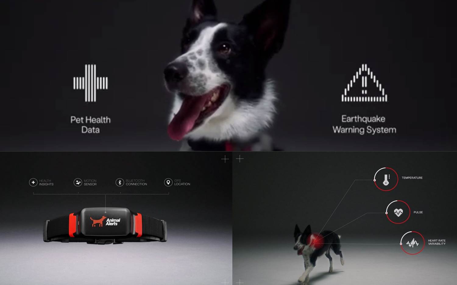 Bild-Collage (marketingScout.com Redaktion) zur Animal Alerts Kampagne von Serviceplan Germany für PetPace
