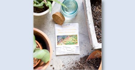 Foto: Bienenwiese von der Saatgut Manufaktur, Pink Blossom Box von TrendRaider.de