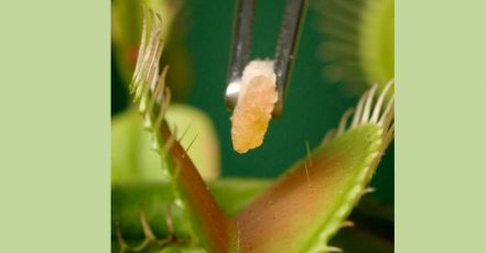 Die fleischfressene Pflanze Dionaea muscipula kostet ein Stück von den neuen BURGER KING Plant-based Nuggets (Bild: BURGER KING Deutschland GmbH)