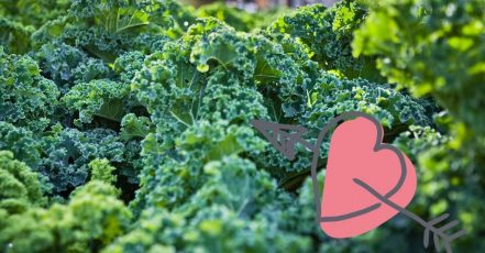 Bild: Grünkohlpflanzen mit Herz (Bildrechte: Oldenburg Tourismus und Marketing GmbH)