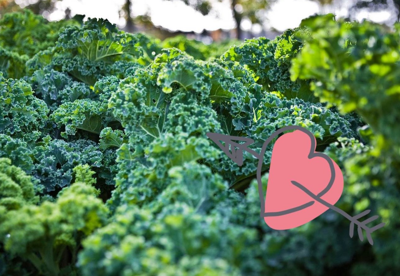 Bild: Grünkohlpflanzen mit Herz (Bildrechte: Oldenburg Tourismus und Marketing GmbH)