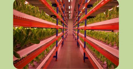 Emirates Flight Catering und Crop One eröffnen größte vertikale Farm der Welt in Dubai (Copyrights: Emirates)