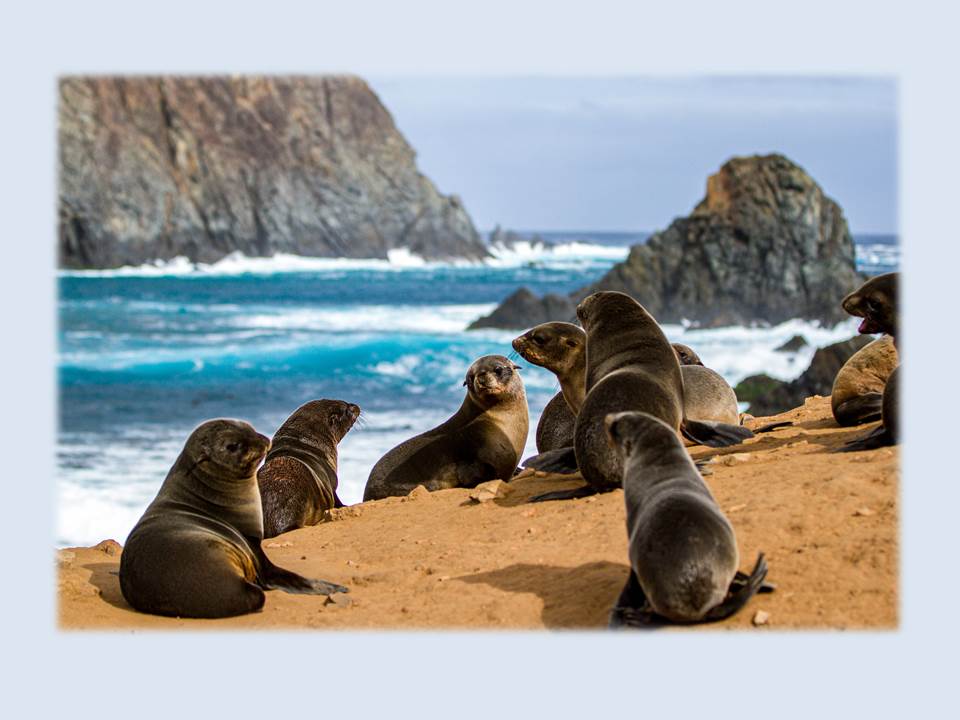 Bild: Robinson Crusoe Island (Copyrights / Quelle: Island Conservation)